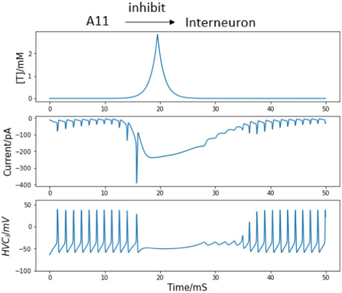 Model of the HVC neural network as a song motor in zebra finch.