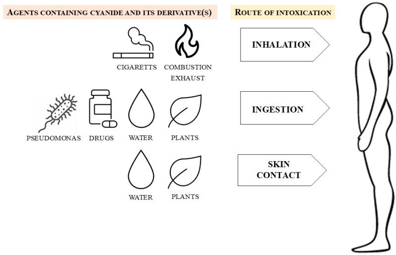 Cyanide and Cyanogenic Compounds-Toxicity, Molecular Targets, and Therapeutic Agents.