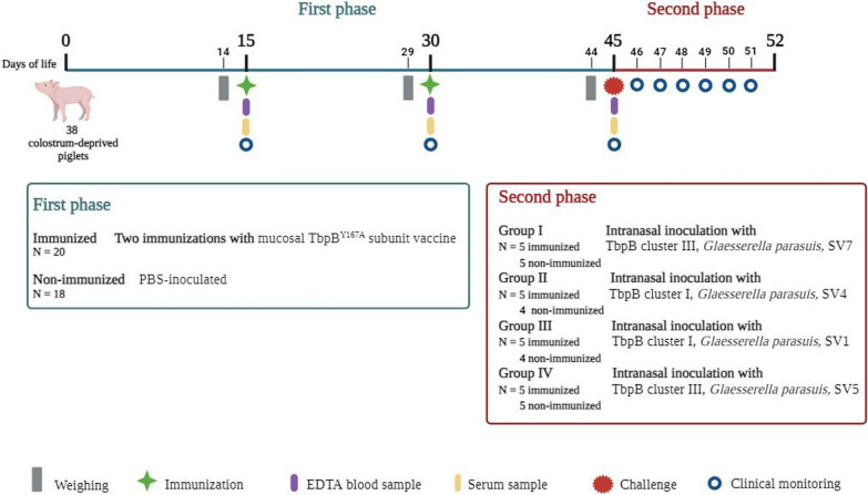 TbpB-based oral mucosal vaccine provides heterologous protection against Glässer's disease caused by different serovars of Spanish field isolates of Glaesserella parasuis.