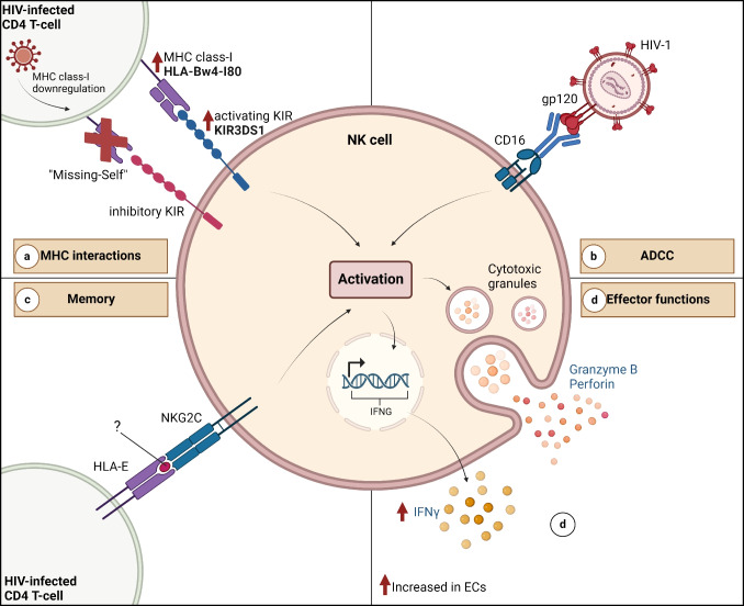 Innate Immune Cell Functions Contribute to Spontaneous HIV Control.