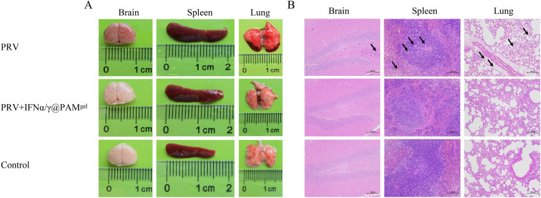 A pH-triggered self-releasing humic acid hydrogel loaded with porcine interferon α/γ achieves anti-pseudorabies virus effects by oral administration.