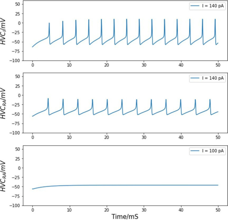 Model of the HVC neural network as a song motor in zebra finch.