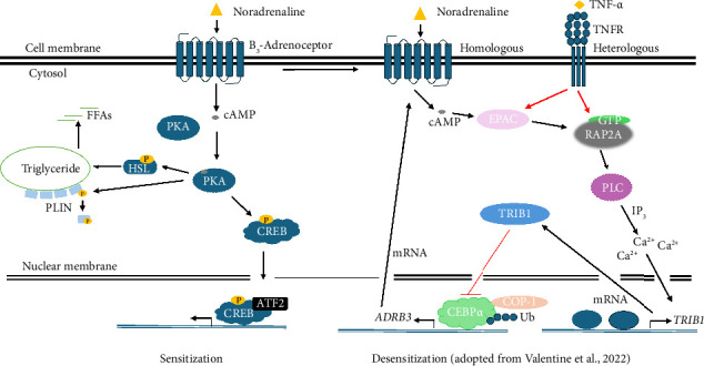The β<sub>3</sub>-Adrenergic Receptor: Structure, Physiopathology of Disease, and Emerging Therapeutic Potential.