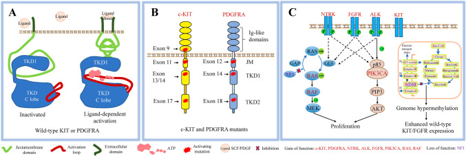 Current Drug Resistance Mechanisms and Treatment Options in Gastrointestinal Stromal Tumors: Summary and Update.
