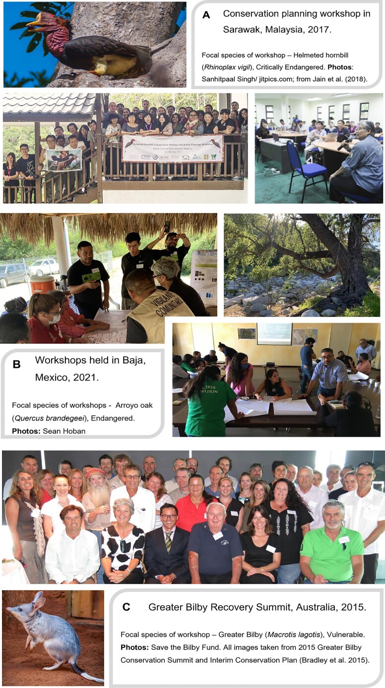How can biodiversity strategy and action plans incorporate genetic diversity and align with global commitments?