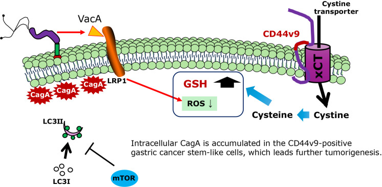 <i>Helicobacter pylori</i> infection and oxidative stress.