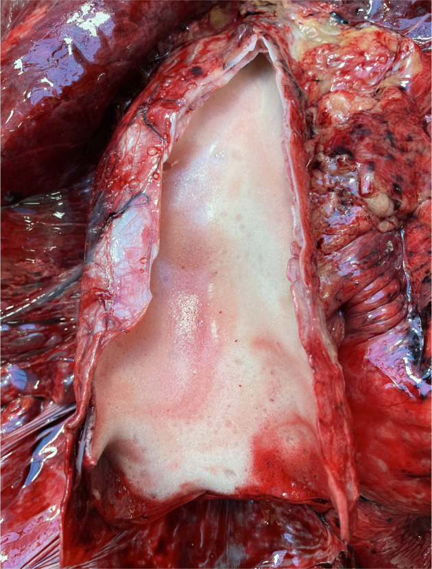 <i>Robinia pseudoacacia</i> poisoning in two horses: A case report.
