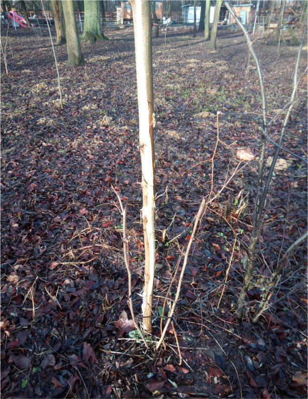 <i>Robinia pseudoacacia</i> poisoning in two horses: A case report.