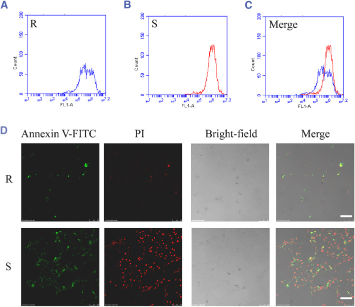 Change in p53 nuclear localization in response to extracellular matrix stiffness.
