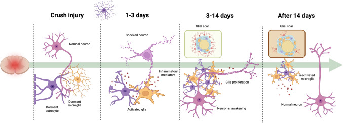 Neuropathic Pain Induced by Spinal Cord Injury from the Glia Perspective and Its Treatment.
