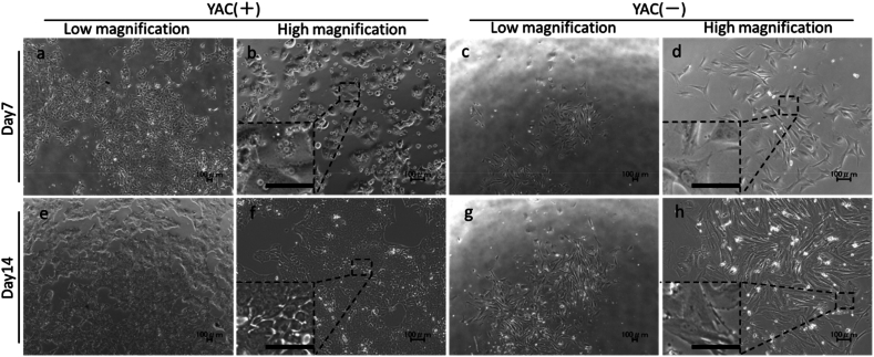 Reprogramming canine cryopreserved hepatocytes to hepatic progenitor cells using small molecule compounds.