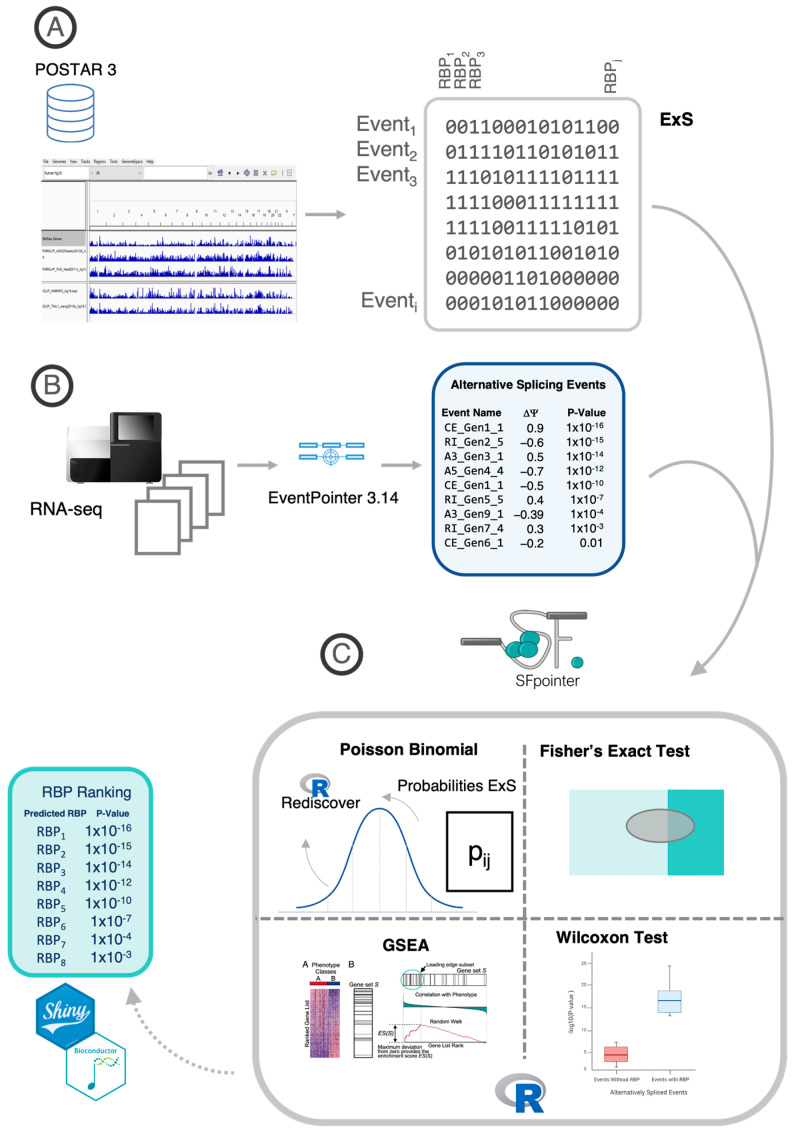 A Systematic Identification of RNA-Binding Proteins (RBPs) Driving Aberrant Splicing in Cancer.