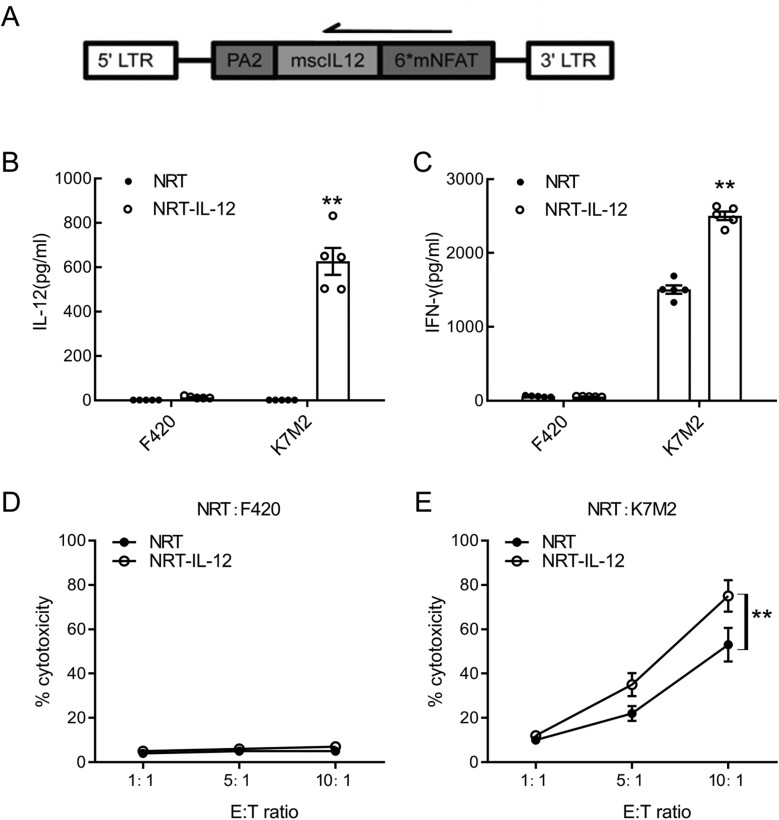 Delivery of IL-12 by neoantigen-reactive T cells promotes antitumor immunity in murine osteosarcoma mode.