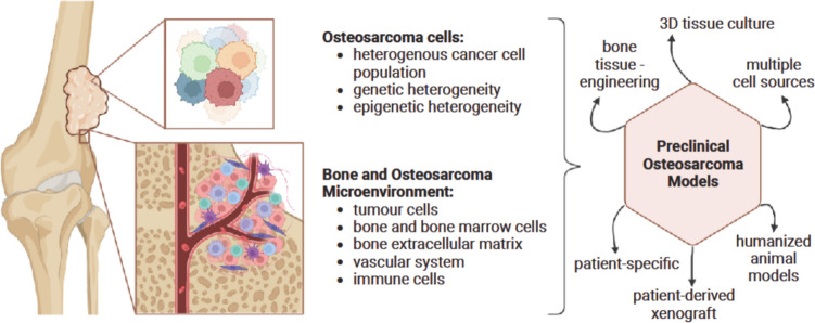 Tissue-engineered patient-derived osteosarcoma models dissecting tumour-bone interactions.