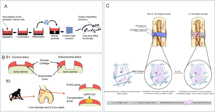 Future perspectives: advances in bone/cartilage organoid technology and clinical potential.
