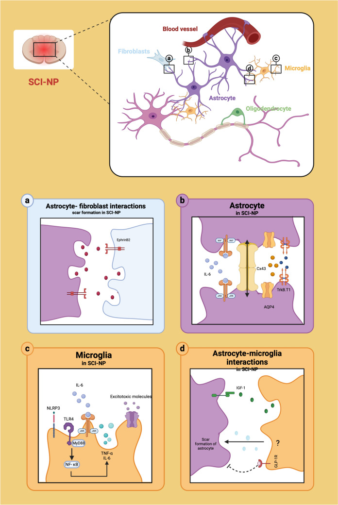 Neuropathic Pain Induced by Spinal Cord Injury from the Glia Perspective and Its Treatment.