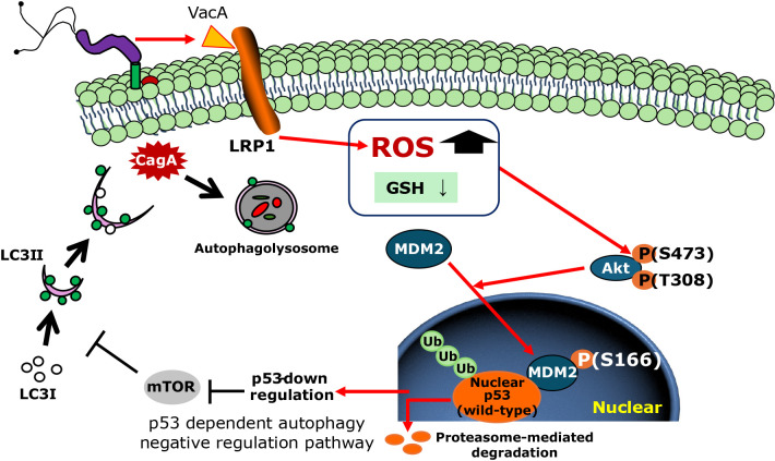 <i>Helicobacter pylori</i> infection and oxidative stress.