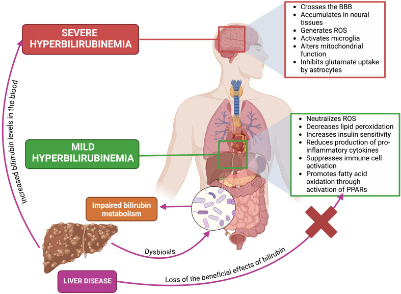 The Multifaceted Role of Bilirubin in Liver Disease: A Literature Review.