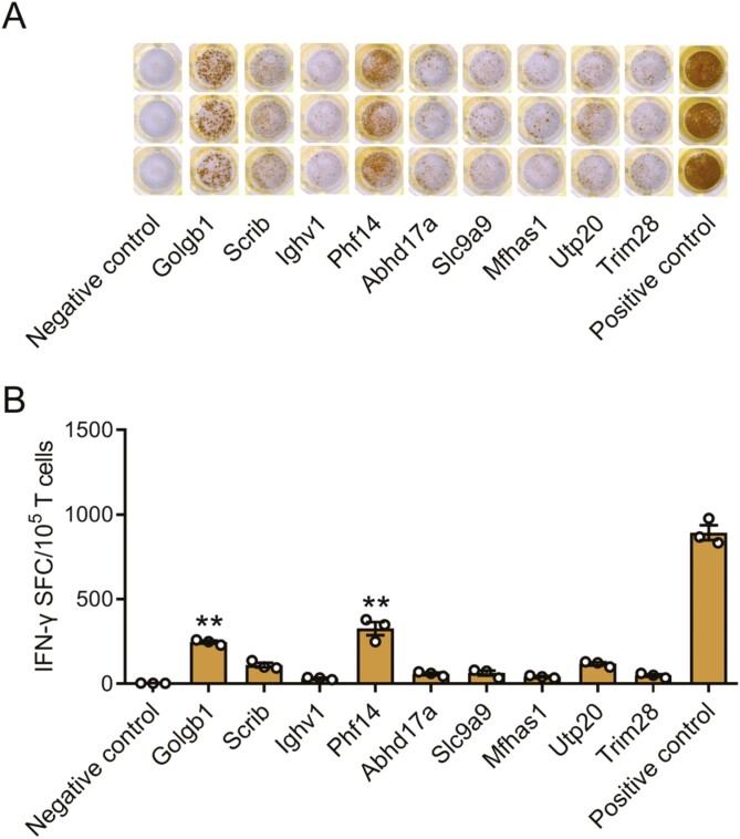 Delivery of IL-12 by neoantigen-reactive T cells promotes antitumor immunity in murine osteosarcoma mode.