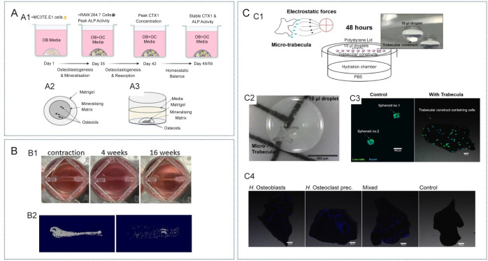 Future perspectives: advances in bone/cartilage organoid technology and clinical potential.