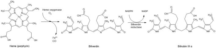 The Multifaceted Role of Bilirubin in Liver Disease: A Literature Review.