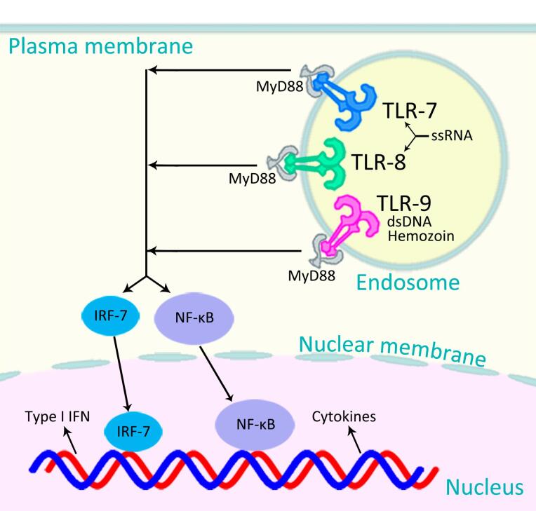 Toll-Like Receptors Agonists: First-Line Defense Tools in the Pandemic Preparedness Arsenal?