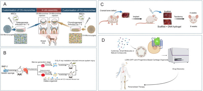 Future perspectives: advances in bone/cartilage organoid technology and clinical potential.