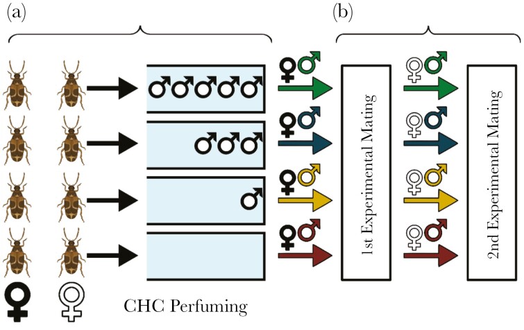 No evidence for phenotypic condition-dependent ejaculate allocation in response to sperm competition in a seed beetle.