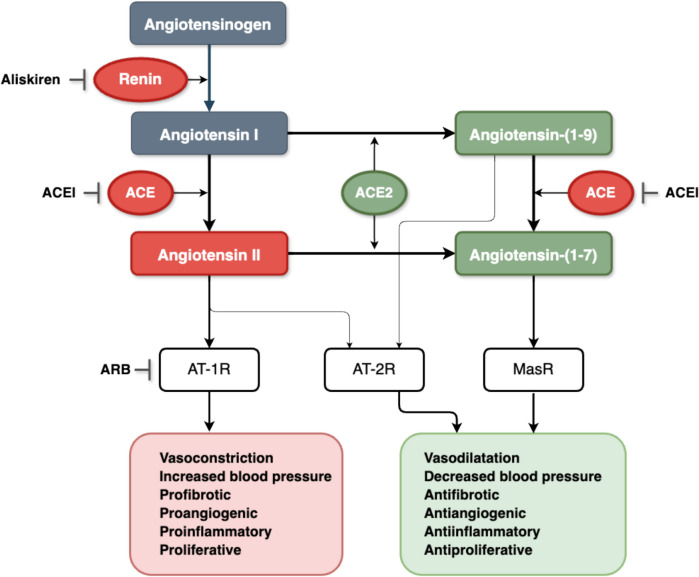 Targeting the Renin-angiotensin-aldosterone System (RAAS) for Cardiovascular Protection and Enhanced Oncological Outcomes: Review.