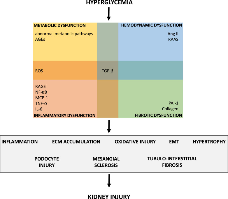 Role of Epigenetic Changes in the Pathophysiology of Diabetic Kidney Disease.