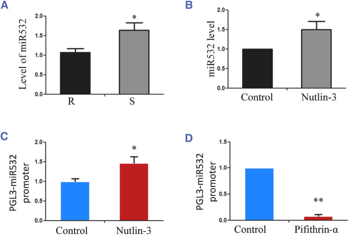 Change in p53 nuclear localization in response to extracellular matrix stiffness.