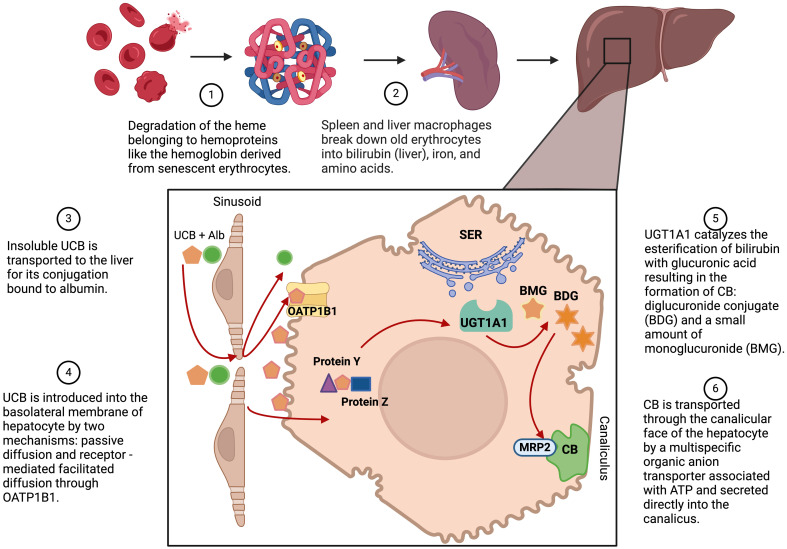 The Multifaceted Role of Bilirubin in Liver Disease: A Literature Review.