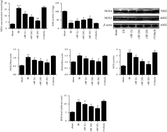 Neuroprotective Effect of Benzyl Ferulate on Ischemia/Reperfusion Injury via Regulating NOX2 and NOX4 in Rats: A Potential Antioxidant for CI/R Injury.