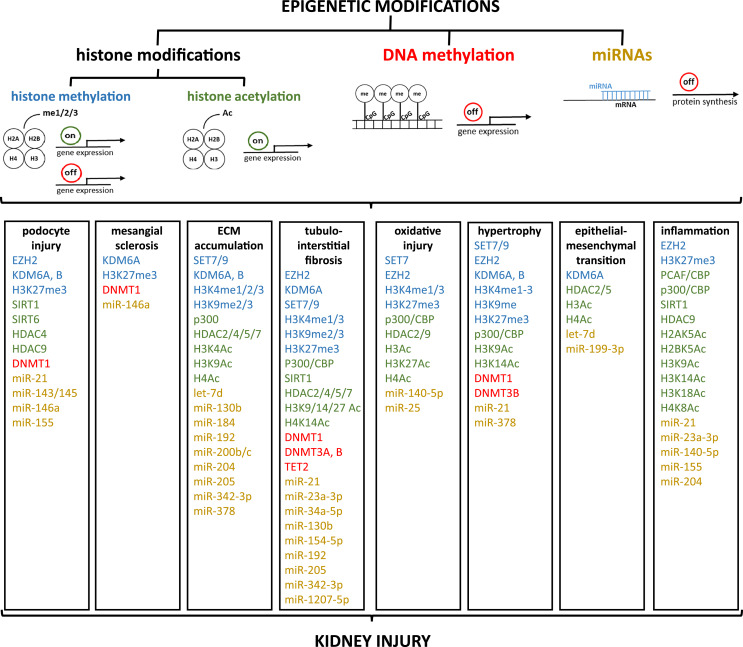Role of Epigenetic Changes in the Pathophysiology of Diabetic Kidney Disease.