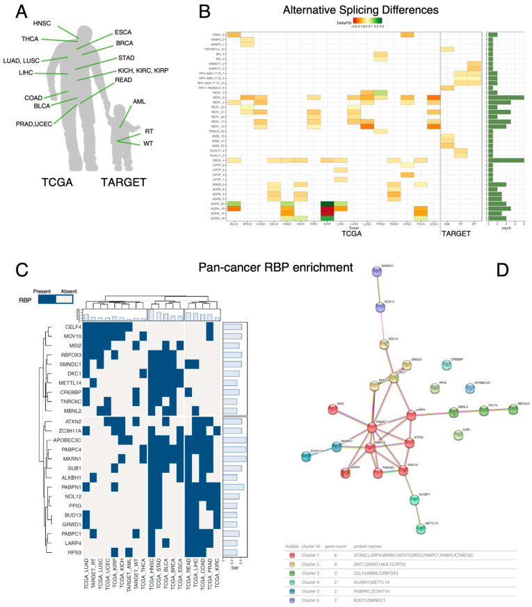 A Systematic Identification of RNA-Binding Proteins (RBPs) Driving Aberrant Splicing in Cancer.