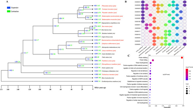 Convergent evolution in high-altitude and marine mammals: Molecular adaptations to pulmonary fibrosis and hypoxia.