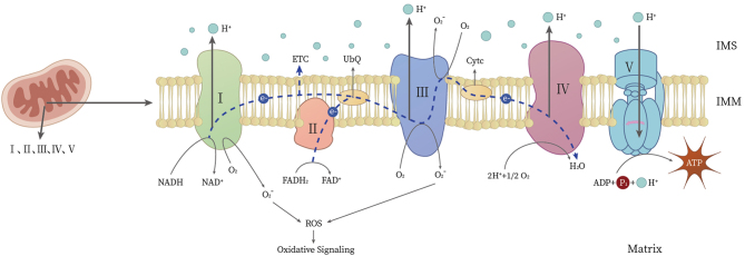 Mitochondrial maintenance as a novel target for treating steroid-induced osteonecrosis of femoral head: a narrative review.