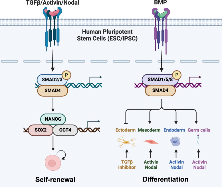 TGFβ family signaling in human stem cell self-renewal and differentiation.