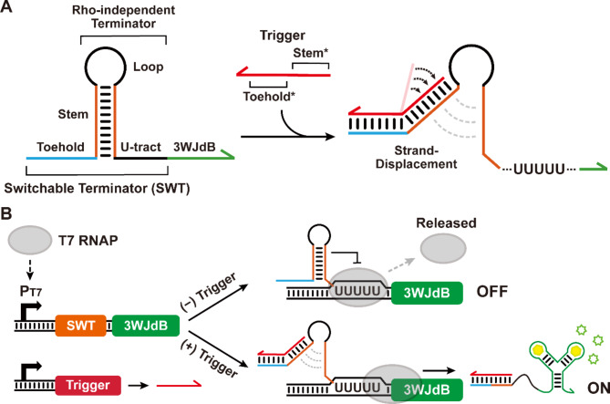 Construction of multilayered gene circuits using de-novo-designed synthetic transcriptional regulators in cell-free systems.