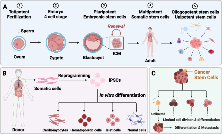 TGFβ family signaling in human stem cell self-renewal and differentiation.