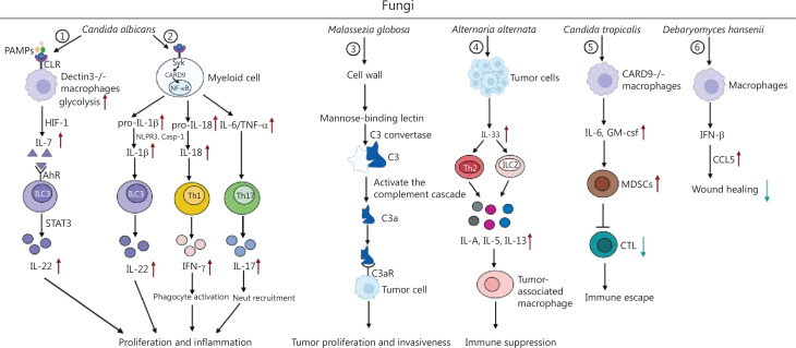 Tumor-related fungi and crosstalk with gut fungi in the tumor microenvironment.