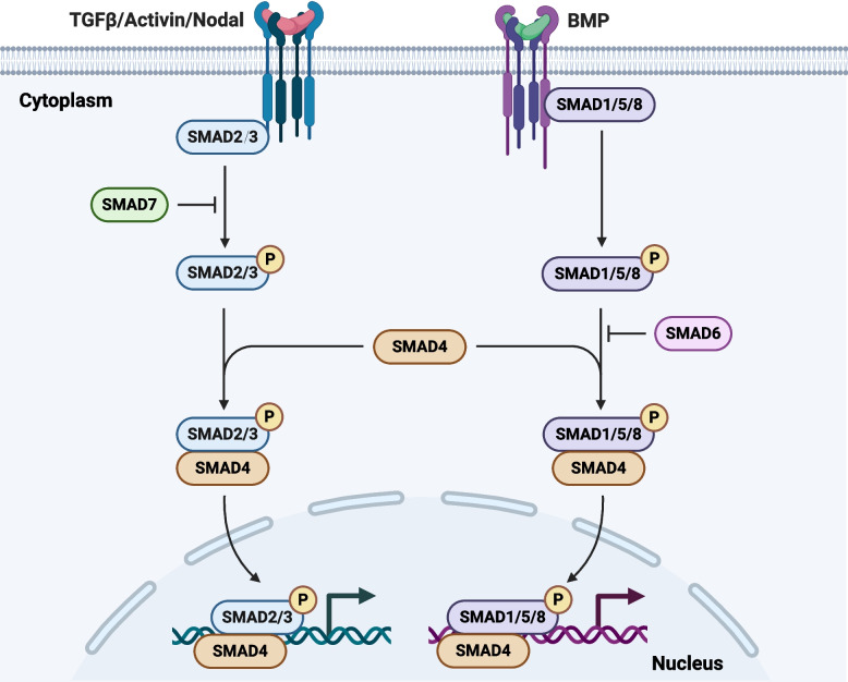 TGFβ family signaling in human stem cell self-renewal and differentiation.