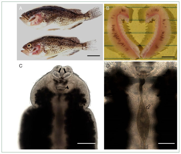 Microscopic findings of host-parasite interaction between the Korean rockfish, Sebastes schlegelii, and the monogenean ectoparasite, Microcotyle sebastis.
