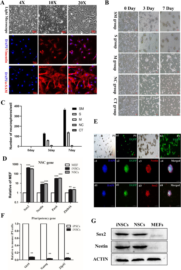 Study on the therapeutic potential of induced neural stem cells for Alzheimer's disease in mice.
