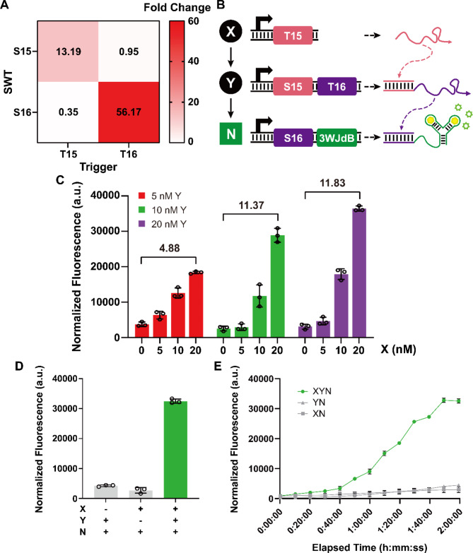 Construction of multilayered gene circuits using de-novo-designed synthetic transcriptional regulators in cell-free systems.