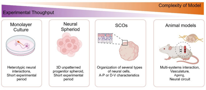 Progress in spinal cord organoid research: advancing understanding of neural development, disease modelling, and regenerative medicine.
