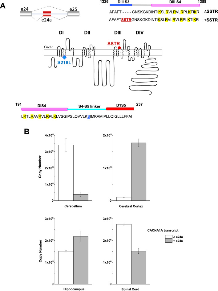 A structural analysis of the splice-specific functional impact of the pathogenic familial hemiplegic migraine type 1 S218L mutation on Ca<sub>v</sub>2.1 P/Q-type channel gating.