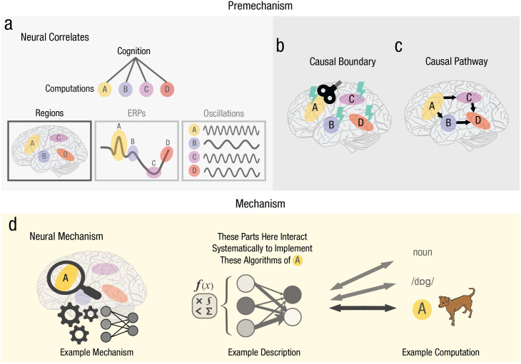 A Critical Perspective on Neural Mechanisms in Cognitive Neuroscience: Towards Unification.