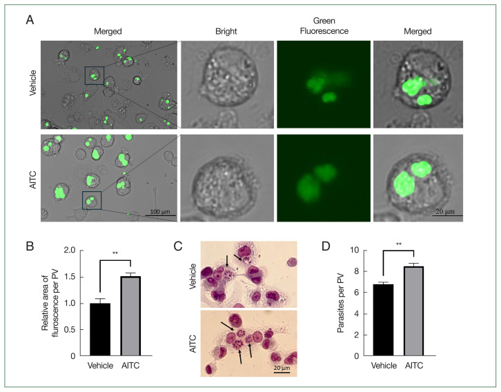 Allyl isothiocyanate exacerbates acute toxoplasmosis through inhibition of inflammatory cytokines.