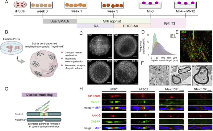 Progress in spinal cord organoid research: advancing understanding of neural development, disease modelling, and regenerative medicine.
